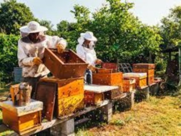 Πανελλαδική κινητοποίηση των μελισσοκόμων αύριο στο Σύνταγμα - Τι διεκδικούν