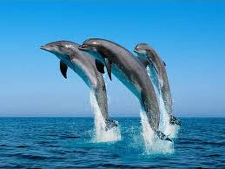 Τα δελφίνια έχουν τις πιο μακροχρόνιες αναμνήσεις μετά τον άνθρωπο
