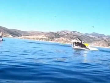 Φάλαινα «κατάπιε» δύο γυναίκες που έκαναν καγιάκ στην Καλιφόρνια αλλά ευτυχώς δεν της άρεσαν.. (βίντεο)