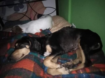 Αίγινα: Δεμένη με σύρμα και πεταμένη στα σκουπίδια βρέθηκε σκυλίτσα  στην Πέρδικα