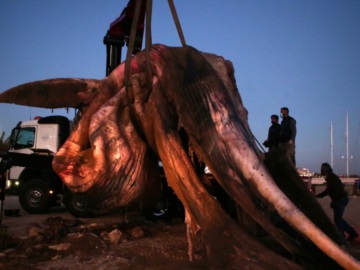 Νεκρή φάλαινα ξεβράστηκε στην Φρεαττύδα (βίντεο) 