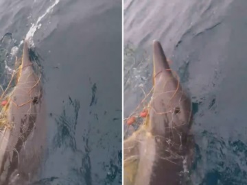 Συγκινητικά βίντεο: Ψαράδες στη Χαλκιδική σώζουν δελφίνι που μπλέχτηκε σε δίχτυα