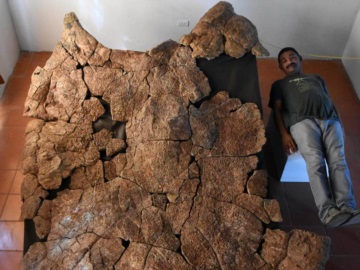 Ανακαλύφθηκαν στη Νότια Αμερική απολιθώματα γιγάντιας χελώνας του γλυκού νερού με μέγεθος αυτοκινήτου