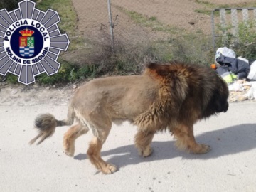 Λιοντάρι που ήταν... σκύλος, έσπειρε τον πανικό σε πόλη της Ισπανίας 