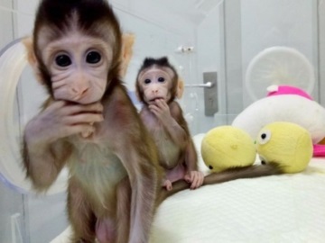 Κορονοϊός: Ελπίδα από την Κίνα για εμβόλιο που προστάτευσε μαϊμούδες