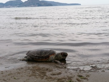 Νεκροταφείο θαλάσσιων χελωνών ο Αργολικός! Άλλες έξι ξεβράστηκαν νεκρές στην παραλιακή   (συγκλονιστικές φωτογραφίες)  -  Τρόποι περίθαλψης