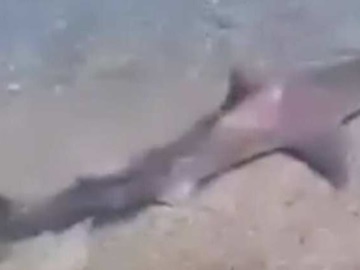 Καρχαριοειδές κολυμπάει στα ρηχά σε παραλία του Σαρωνικού (βίντεο)