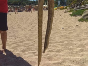 Θεσπρωτία: Η θάλασσα ξέβρασε αυτό το φίδι! Αναστάτωση σε παραλία στα Σύβοτα (Φωτό)