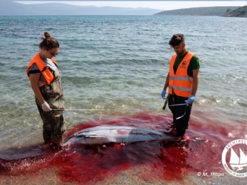 Οι δολοφονίες θαλάσσιων θηλαστικών στο Αιγαίο συνεχίζονται