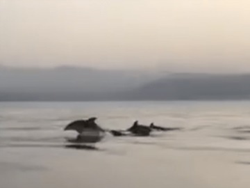 Ο εκπληκτικός «χορός» των δελφινιών στην Κρήτη – Βίντεο!