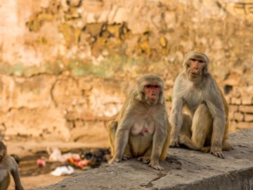 Μαϊμούδες έκλεψαν δείγματα covid19 από δομή υγείας στην Ινδία (βίντεο)