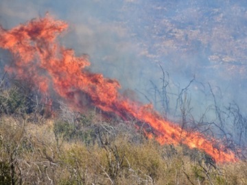 Πυρκαγιά σε δασική έκταση στον Δήμο Σπάτων-Αρτέμιδας