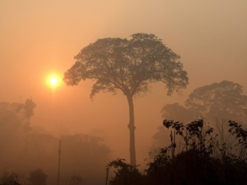 Καταστροφή ρεκόρ του τροπικού δάσους της Αμαζονίας
