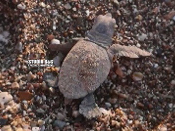 Για πρώτη φορά στην Αργολίδα: Εκπληκτικό βίντεο με τα πρώτα χελωνάκια που γεννήθηκαν σε παραλία του Ναυπλίου