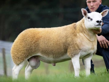 Πρόβατο τέξελ πωλήθηκε για πάνω από 410.000 ευρώ σε δημοπρασία 