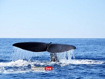 Μάνη: Η στιγμή που τεράστια φάλαινα εμφανίζεται δίπλα σε σκάφος και ανεβάζει στα ύψη την αδρεναλίνη παρέας (Φωτό)