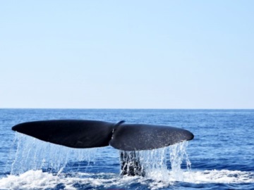 Απίστευτες εικόνες από Μάνη: Φάλαινα 20 μέτρων κολυμπούσε δίπλα από φουσκωτό