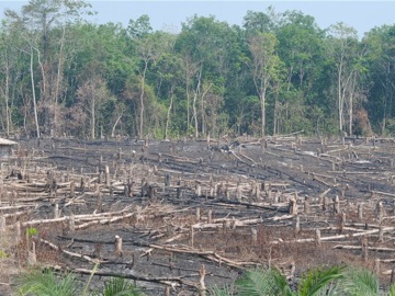 Δραματική πρόβλεψη για τον Αμαζόνιο: Το τροπικό δάσος κινδυνεύει να μετατραπεί σε σαβάνα έως το 2064!