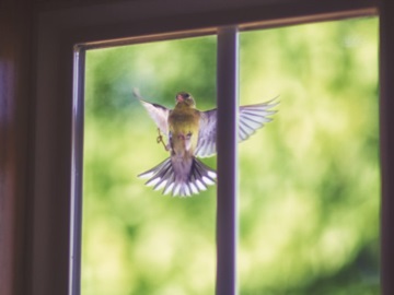 Αυξάνονται οι θανατώσεις πουλιών από προσκρούσεις σε γυάλινα κτίρια