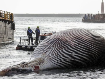 Ιταλία: Η ακτοφυλακή του Σορέντο ανέσυρε νεκρή φάλαινα βάρους 70 τόνων! (ΦΩΤΟ- VIDEO)