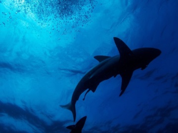 Καρχαρίες και σαλάχια απειλούνται με εξαφάνιση - Ρεπορτάζ του Κώστα Αργυρού