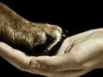 Φιλόζωοι μόνο για την… καραντίνα – Επέστρεψαν 4 στα 10 σκυλάκια μετά την άρση των μέτρων