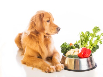 «Πώς η διατροφή του σκύλου επηρεάζει την συμπεριφορά του και την υγεία του» - Online Σεμινάριο από τον Δήμο Περάματος