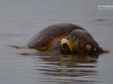 Το δράμα με τις νεκρές θαλάσσιες χελώνες στον Αργολικό Κόλπο συνεχίζεται