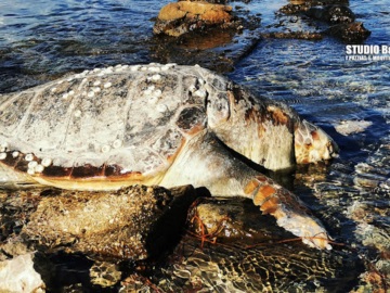 Ακόμα ένας θάνατος θαλάσσιας χελώνας σε παραλία της Αργολίδας!