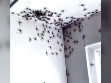 Σκηνικό τρόμου στην Αυστραλία: Μητέρα ανακάλυψε δεκάδες αράχνες στο δωμάτιο της κόρης της (φωτογραφίες &amp; βίντεο)