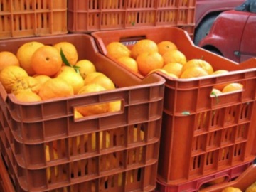 Τέσσερις άντρες έφαγαν 30 κιλά πορτοκάλια στο αεροδρόμιο για να μην πληρώσουν υπέρβαρο - Βίντεο