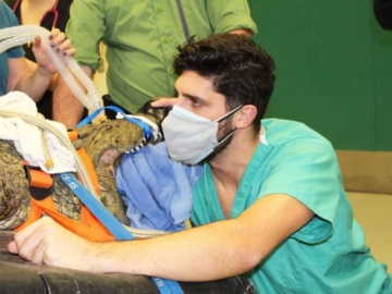 Κτηνίατρος προσπαθεί να πιάσει παπούτσι από στομάχι κροκόδειλου - Βίντεο