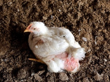 Η Ρωσία ανέφερε στον ΠΟΥ το πρώτο περιστατικό ανθρώπινης μόλυνσης με την γρίπη των πτηνών AH5N8