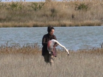 Δεκάδες φλαμίνγκο καταπίνουν σκάγια και πεθαίνουν στη λιμνοθάλασσα του Αγίου Μάμα στην Χαλκιδική 