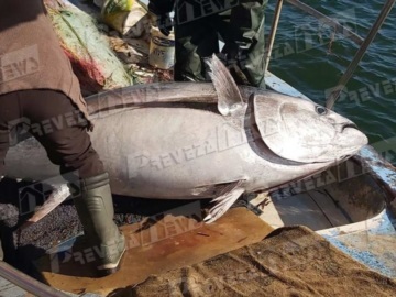 Μεγάλη ψαριά στην Πρέβεζα – Έβγαλε τόνο πάνω 130 κιλά (ΕΙΚΟΝΕΣ)