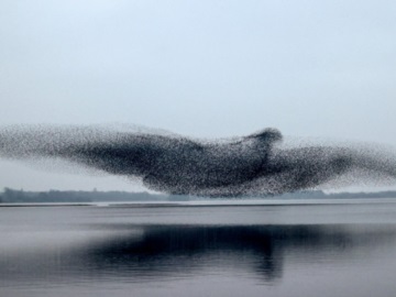 Σμήνος από ψαρόνια σχηματίζει ένα τεράστιο πουλί στον ουρανό (βίντεο)
