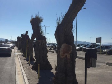 Αίγινα:Καταγγελία  του ΣΥΡΙΖΑ Αίγινα για την κοπή- κλάδεμα δέντρων σε δημόσιους χώρους.
