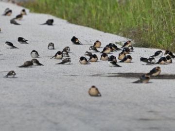 Μυτιλήνη: Με την άνοιξη έκαναν την εμφάνισή τους τα αποδημητικά πουλιά