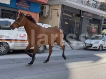 Λάρισα: Άλογο έκανε «βόλτες» σε κεντρικούς δρόμους - Δείτε βίντεο
