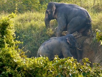 Η αλληλεγγύη και συνεργασία σώζει δυο ελέφαντες από τον εγκλωβισμό σε χαντάκι (βίντεο)