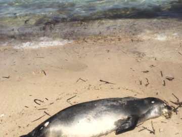 Αίγινα: Νεκρή φώκια στα Λουτρά  της Σουβάλας