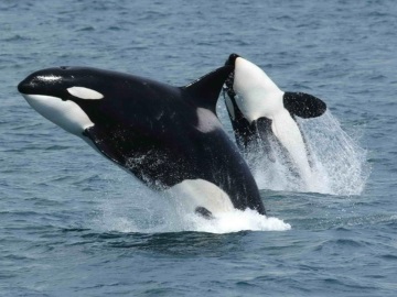 Aπειλούμενο είδος οι φάλαινες στην Ευρώπη - Ρεπορτάζ του Κώστα Αργυρού 