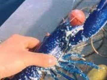 Ψαράς έπιασε σπάνιο μπλε αστακό (video)