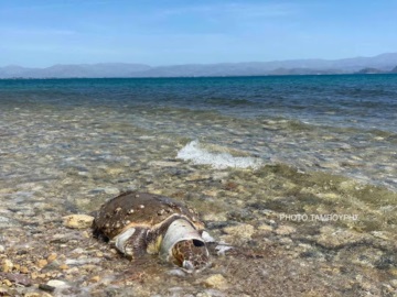 Νεκρή θαλάσσια χελώνα στο Κιβέρι Αργολίδας