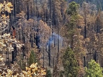 Γιγάντιο δέντρο σεκόγια καίγεται από το καλοκαίρι του 2020 στην Καλιφόρνια