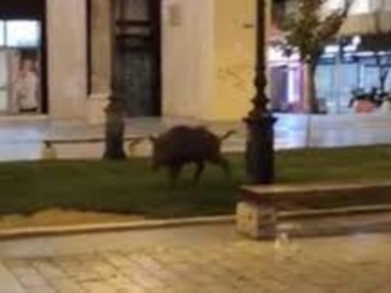 Θεσσαλονίκη: Αγριογούρουνο σουλατσάρει στην πλατεία Αριστοτέλους! (VIDEO)