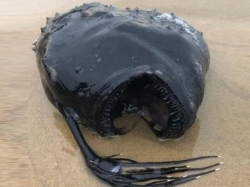 Τρομάζει το «τερατόμορφο» ψάρι που ξεβράστηκε σε παραλία στην Καλιφόρνια