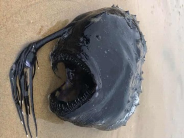 Ψάρι βγαλμένο από… ταινία τρόμου, ξεβράστηκε σε ακτή στην Καλιφόρνια 