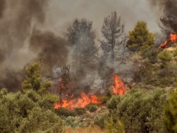 Ο κύκλος των καμένων δασών: Πώς να αποφύγουμε τις καταστροφικές πυρκαγιές