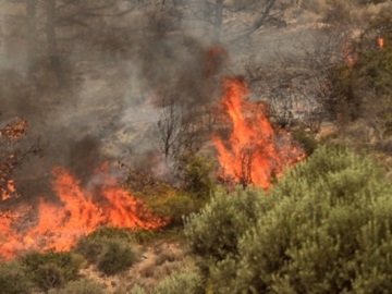Φωτιά στη Λευκίμη Έβρου: Εκκενώνεται για προληπτικούς λόγους ο οικισμός